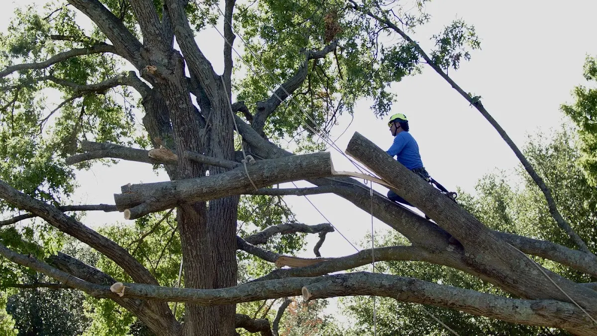 Professional Crown Thinning performed by certified arborists in Mapleton