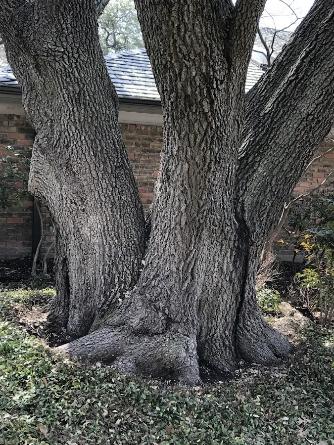 Mature heritage tree close to a Mapleton property cared for by certified arborists